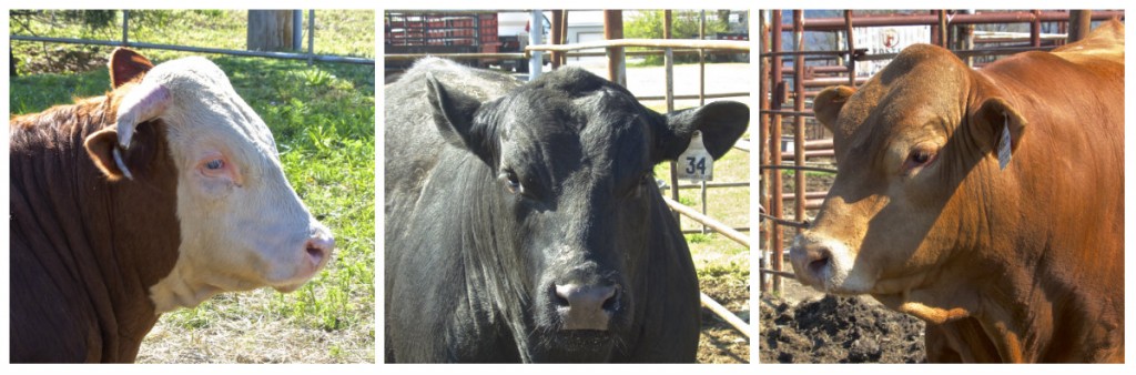 Arkansas Bull Sale Bulls