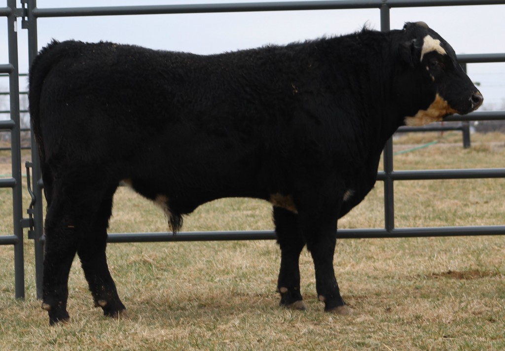 GZF Bernie B123, HB007129, DOB 10/10/14, BW 90, WW 520, 76% Black Hereford Nice smooth balanced polled bull, will make a nice herd bull