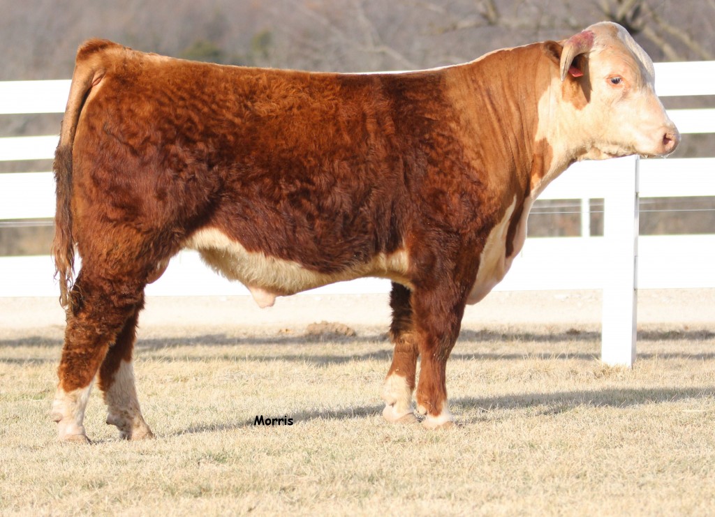 Arkansas Hereford Bull 1643