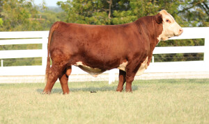 BB 6153 First Draft 128G sire of Lot 30 & 31