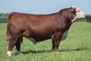 BOYD POWER SURGE 9024 sire of Lot 36