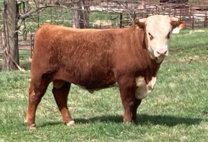 Hereford Bull Arkansas 32