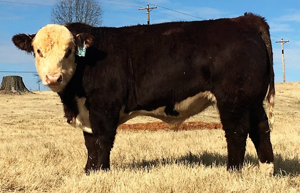 Hereford Bull Arkansas Bull Sale 1629