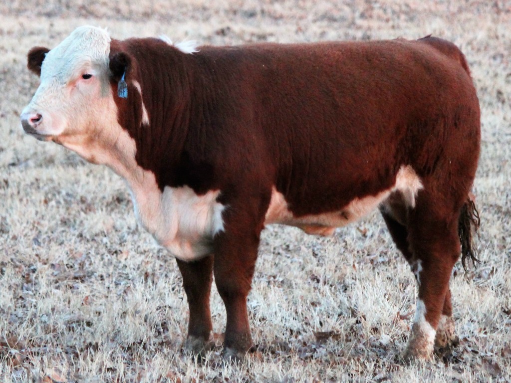 Hereford Bull Arkansas Bull Sale 4E