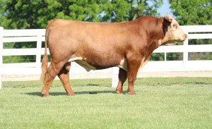 BB 6001 Dominos Legend 138G: Sire of Lot 41