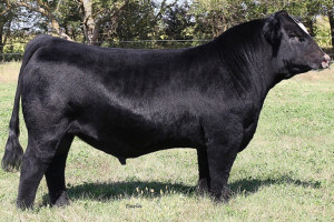 MR CCF 20-20: Sire to Lots 60 & 62