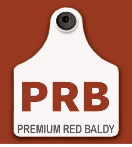 Premium Red Baldy Logo