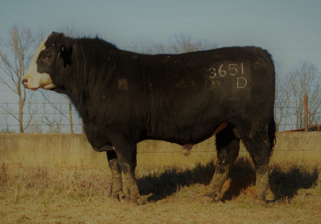 SimAngus Bull Arkansas 3651D