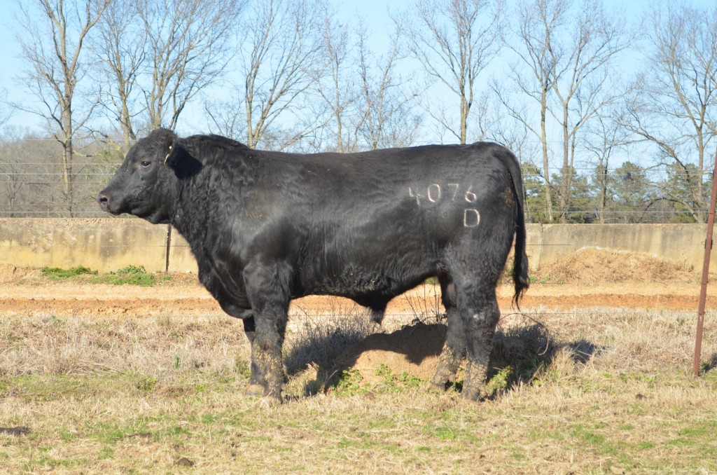 SimAngus Bull Arkansas 4076D