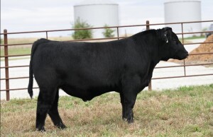 Lot 77: T-T 20-20 H145: Picture taken at yearling.