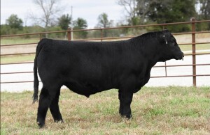 Lot 81: T-T Exclusive H149: Picture taken @ yearling
