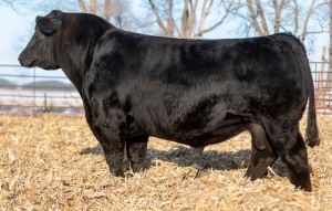 W/C Double Down 5014E: Sire to Lots 55 - 60