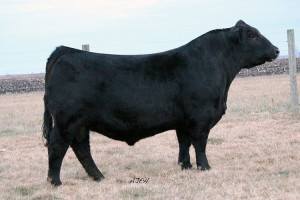 W/C Executive Order 8543B: Sire of Lot 63 & Grandsire of Lots 61 & 66