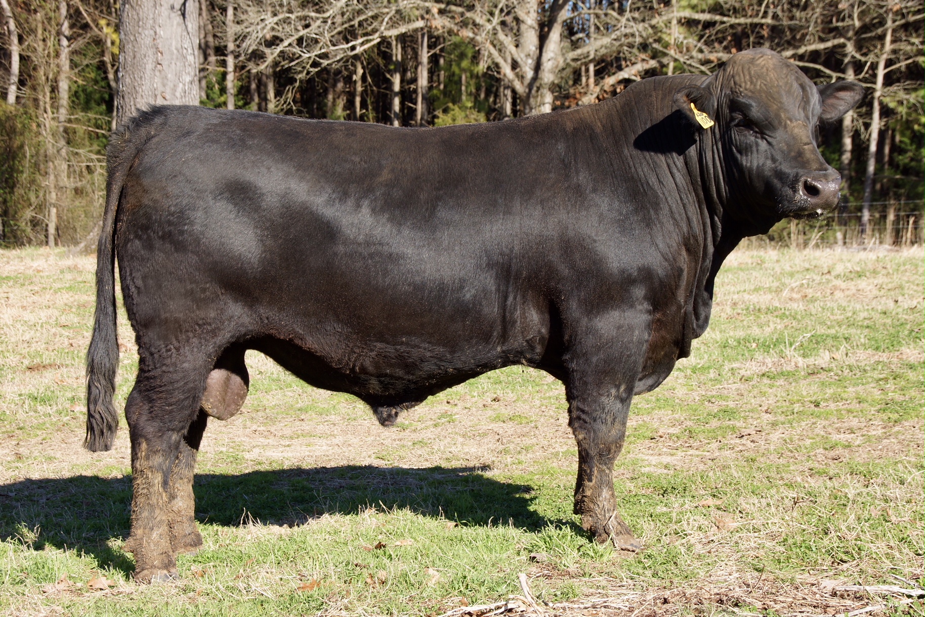 Gelbvieh / Balancer Bulls | Arkansas Bull Sale