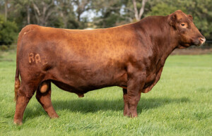 7AR100 Bieber Jump Start J137: Sire Reference