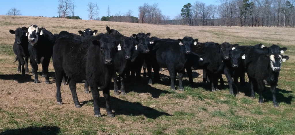 Angus Commercial Open Heifers 1