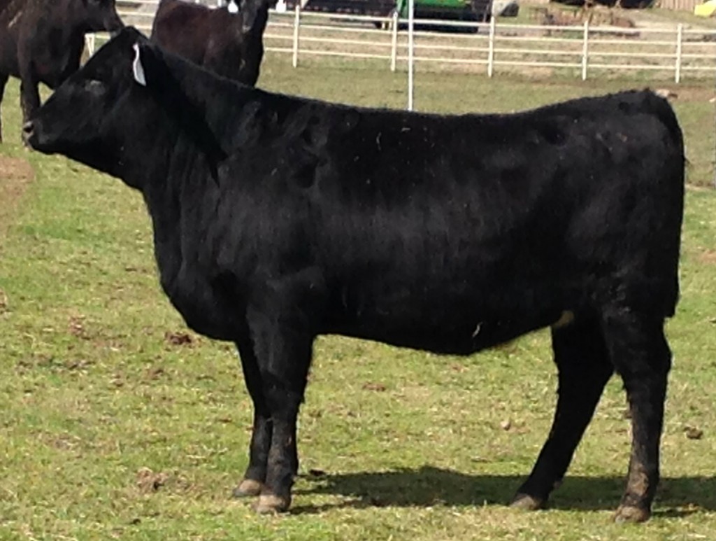 Angus Heifer Arkansas Bull Sale
