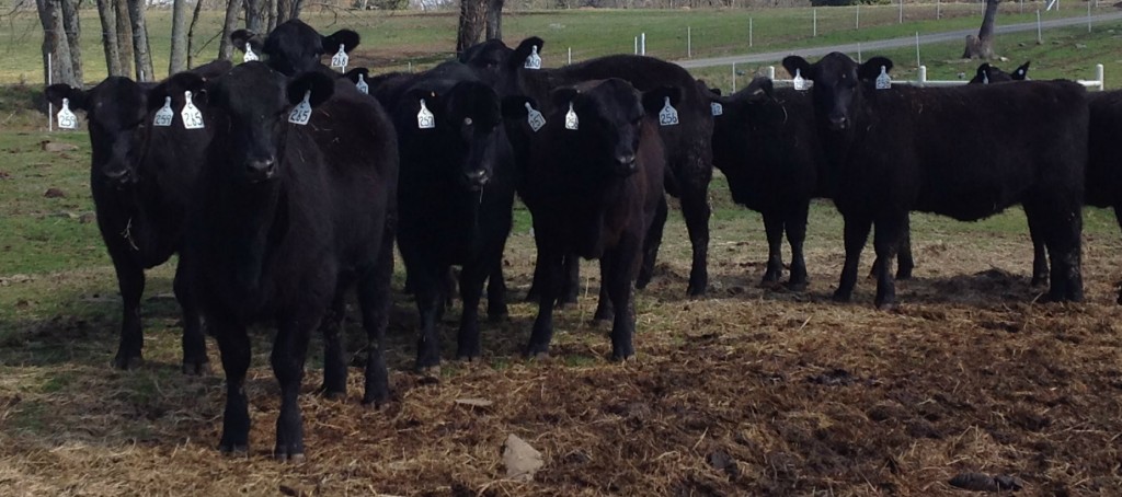 Angus Heifers Arkansas Bull Sale