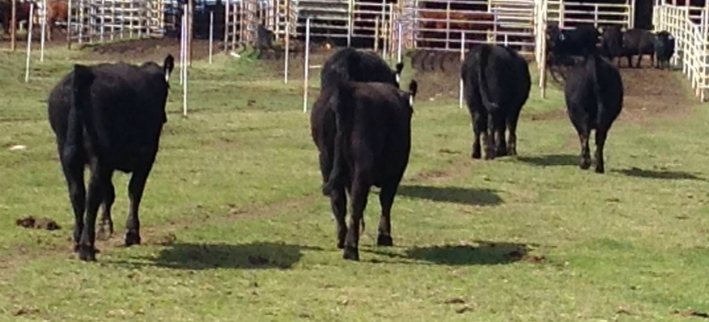 Angus Heifers comercial Arkansas Bull Sale
