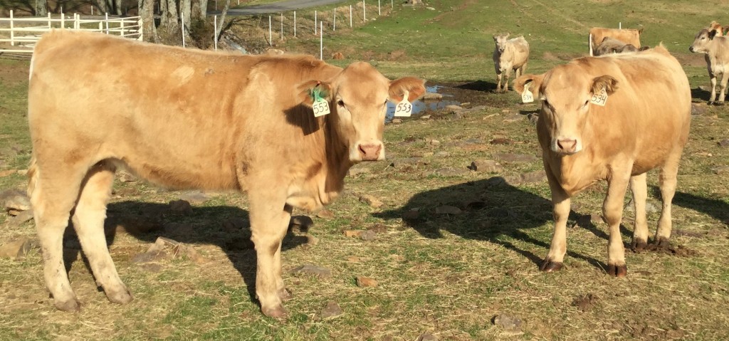 Arkansas Bull Sale Charolais X Red Angus Heifers