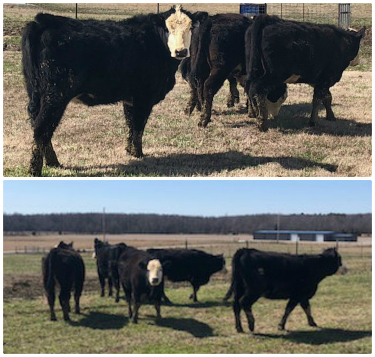 Commercial Heifers | Arkansas Bull Sale