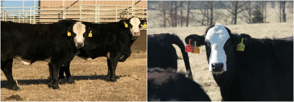 Bred Commercial heifers Arkansas Bull Sale