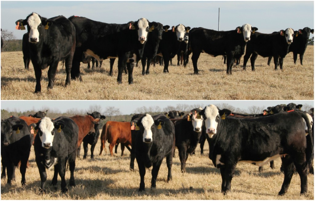 Bred Heifers BWF Super baldies Arkansas Bull Sale