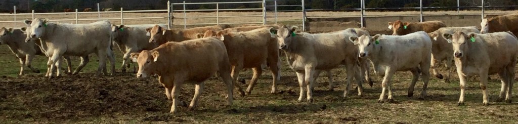 Charolais X Angus Heifers Arkansas Bull Sale