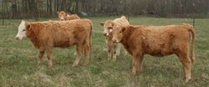 Charolais X Heifers Arkansas 1