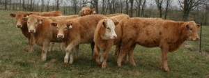 Charolais X Heifers Arkansas 4