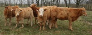 Charolais X Heifers Arkansas 5