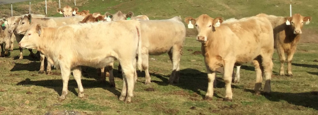 Charolais X Red Angus Heifers