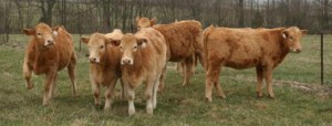 Charolais x Heifers Arkansas 3