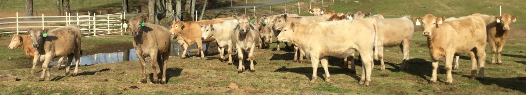 Commercial Heihers Arkansas Bull Sale