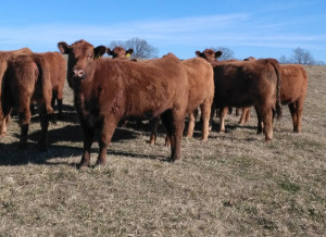 Red Angus Purebred Commercial Bred Heifers