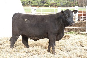 Commercial Red Angus with the black gene.