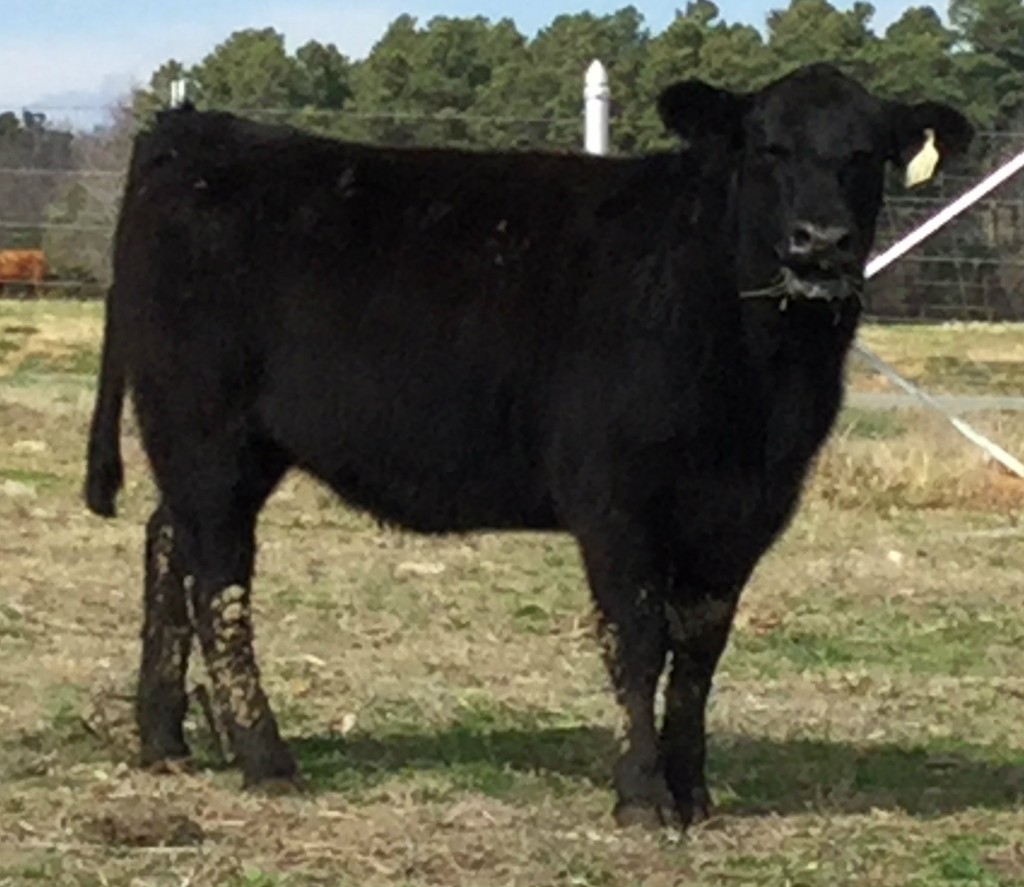 Heifer Arkansas Bull Sale