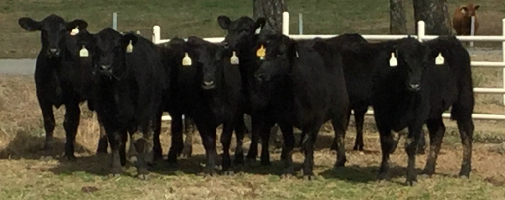 Heifers Arkansas Bull Sale