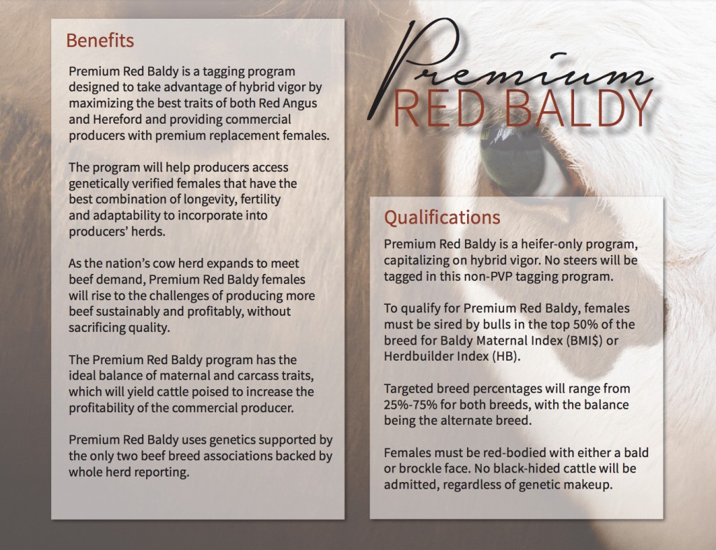 Premium Red Baldy Program Info.