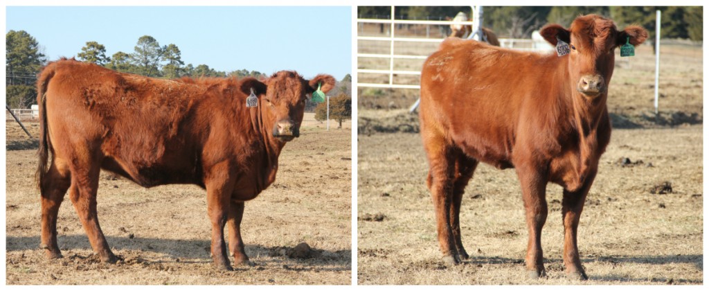 Red Angus open heifers commercial females Arkansas