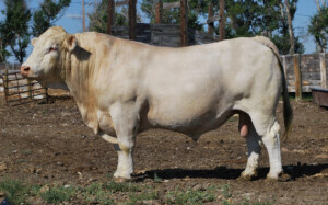 Sire reference: CJC Mr President-T122