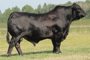 SCC ROBERTS PASSPORT 409U3: Sire Reference