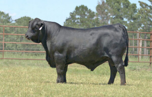 DMR Cash Flow 535F30: Sire Reference