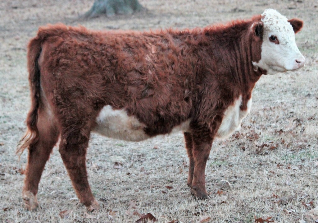 Hereford Heifer Arkansas Bull Sale 1710