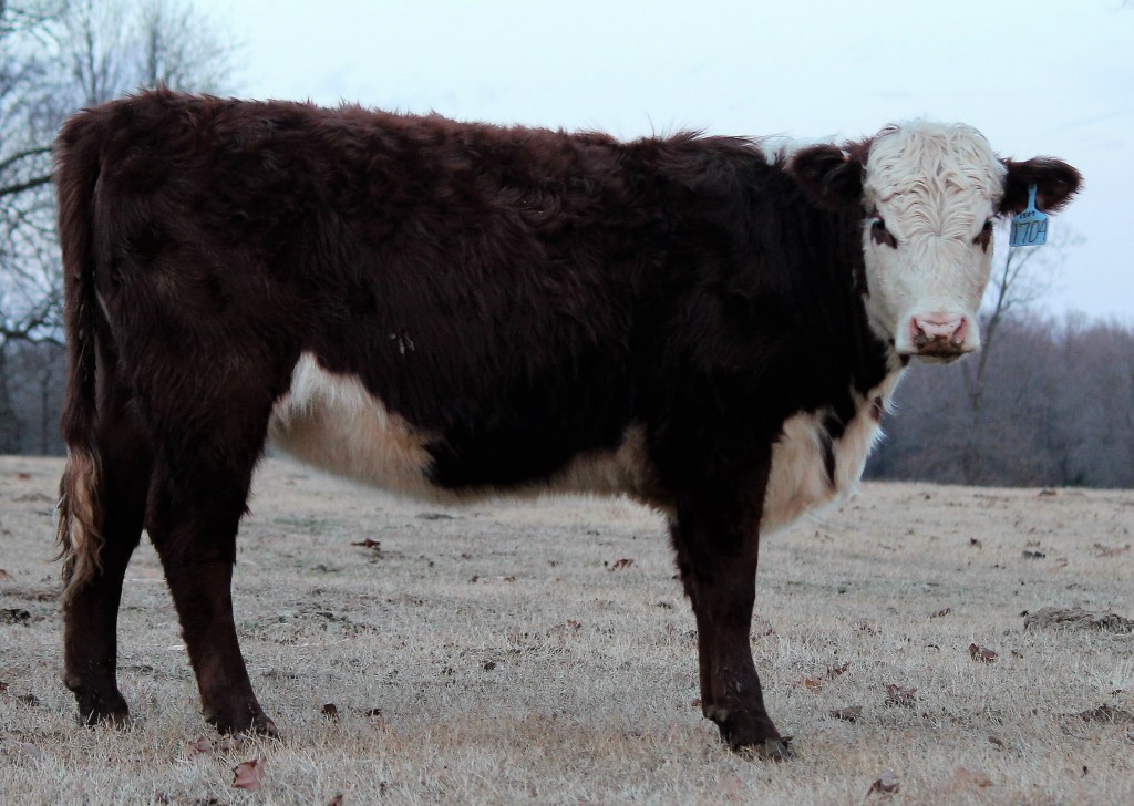 Hereford heifer Arkansas Bull Sale 1704