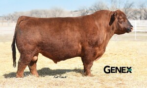 3SCC DOMAIN A163 sire of Lot 91