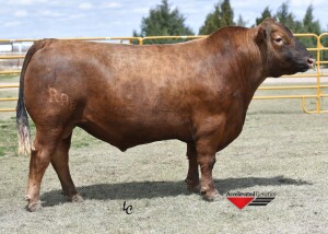 BIEBER STORMER Z433 sire of the Dam of Lots 92 - 93
