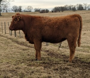 Lot 92F: WAS Happy Girl H114