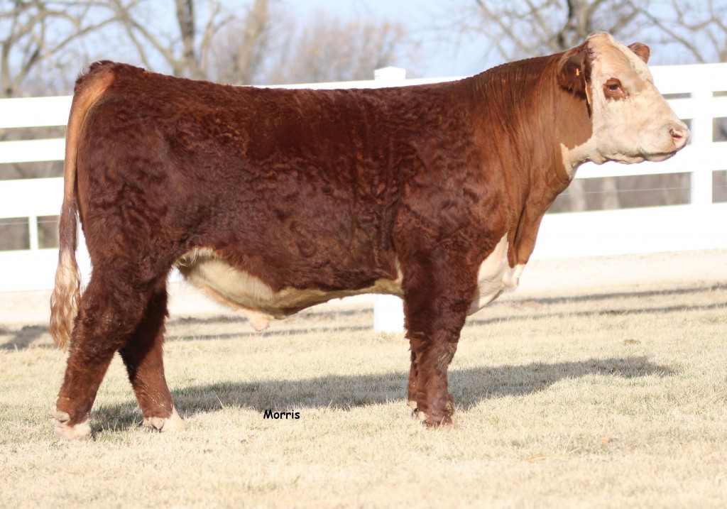 Arkansas Hereford Bull 1664