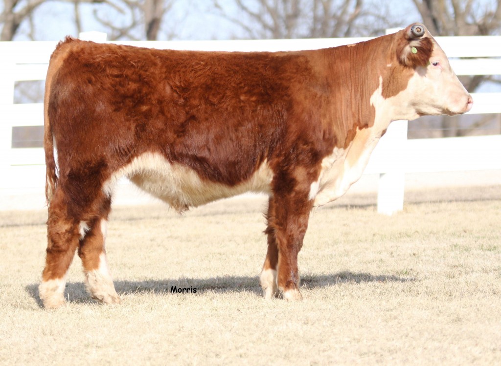 Arkansas Hereford Bull 1727